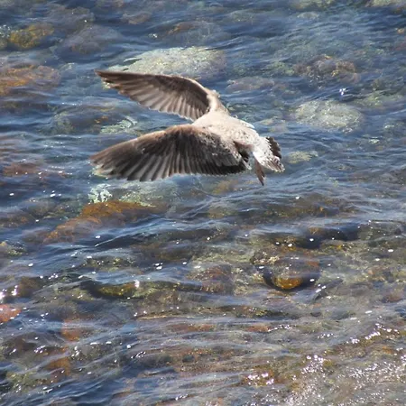 Pozo Gaviota Bed & Breakfast *